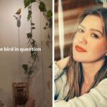 Art of Play Says Kelly Clarkson’s Singing Bird Molly Is Not for Sale Amid Online Dispute.
