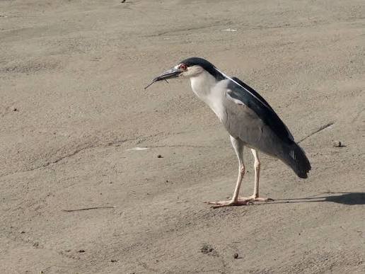 Atlantic Birding's Daily Photo Prompt Highlights Wading Birds with Urban Alternative.