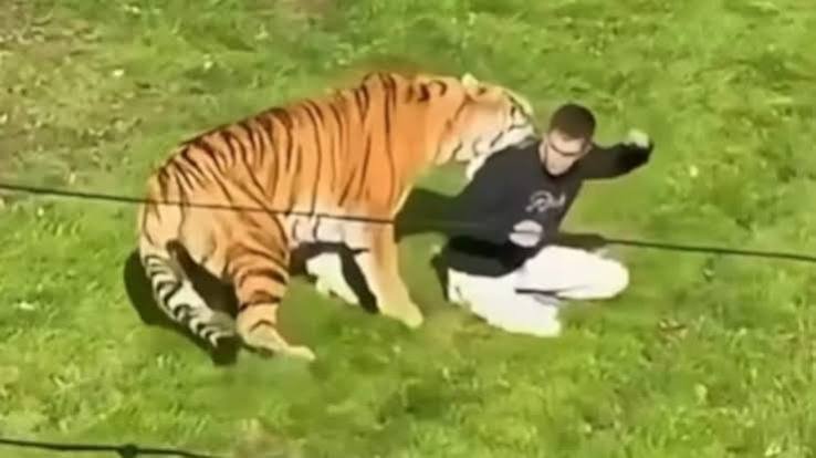 Man Dies After Entering Tiger Enclosure at Yorkshire Wildlife Park.